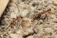 Linepithema humile