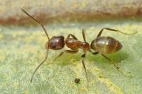 Linepithema humile