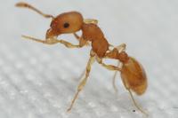 Temnothorax parvulus