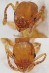 Temnothorax parvulus