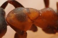 Formica rufa