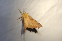 Ennomos alniaria