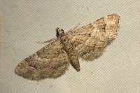 Gymnoscelis rufifasciata