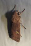 Xestia xanthographa
