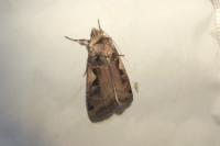 Xestia c-nigrum
