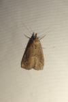 Schrankia costaestrigalis