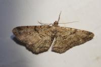 Peribatodes rhomboidaria