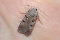 Eugnorisma glareosa