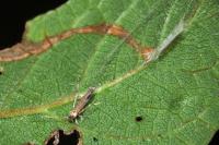Lyonetia clerkella
