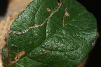 Lyonetia clerkella