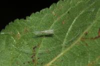 Lyonetia clerkella