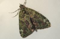 Chloroclysta siterata