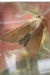 Mythimna unipuncta