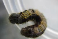 Clostera pigra