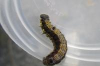 Clostera pigra