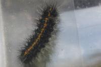 Spiris striata