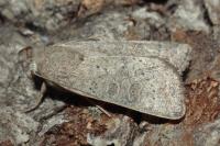 Hoplodrina ambigua