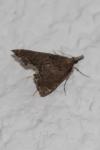 Diplopseustis perieresalis