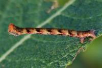 Cyclophora punctaria