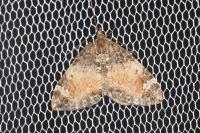 Dysstroma truncata