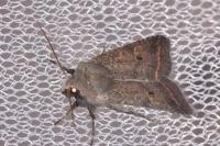 Leptologia lota