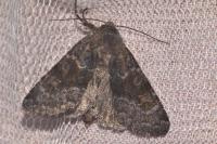 Aporophyla lueneburgensis