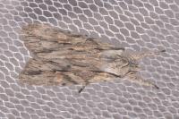 Lithophane leautieri
