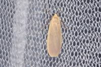 Katha depressa