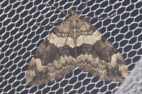 Thera britannica/obeliscata/variata