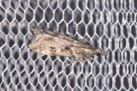 Eudonia angustea