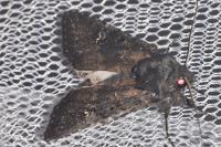 Aporophyla nigra
