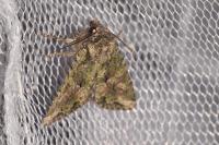 Dryobotodes eremita