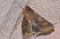Helicoverpa armigera