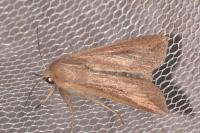 Mythimna unipuncta