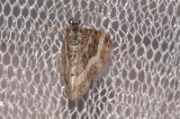 Epirrhoe alternata