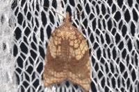 Acleris rhombana