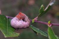 Notodonta ziczac