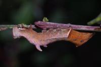 Notodonta ziczac