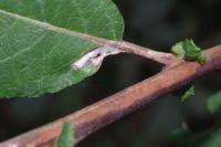 Phyllocnistis ramulicola