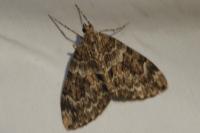 Thera britannica/obeliscata/variata