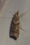 Eudonia angustea