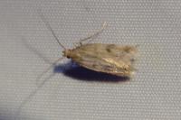 Borkhausenia nefrax