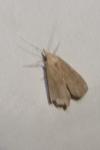 Schrankia costaestrigalis