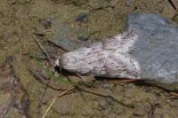 Pachycnemia hippocastanaria