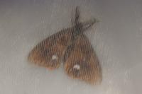 Orgyia antiqua