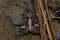 Trigonophora flammea