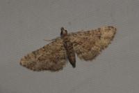 Gymnoscelis rufifasciata