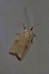 Agonopterix nervosa