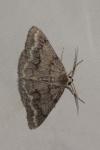 Pseudoterpna coronillaria