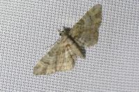 Gymnoscelis rufifasciata